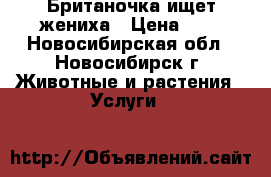 Британочка ищет жениха › Цена ­ 1 - Новосибирская обл., Новосибирск г. Животные и растения » Услуги   